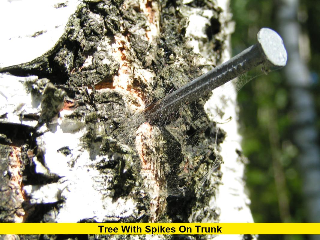 tree with spikes on trunk