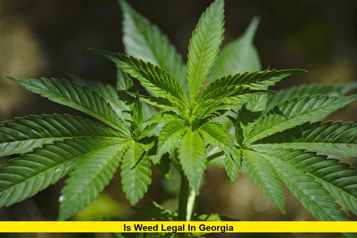 Is Weed Legal in Georgia