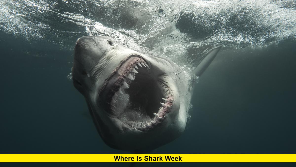 Where Is Shark Week